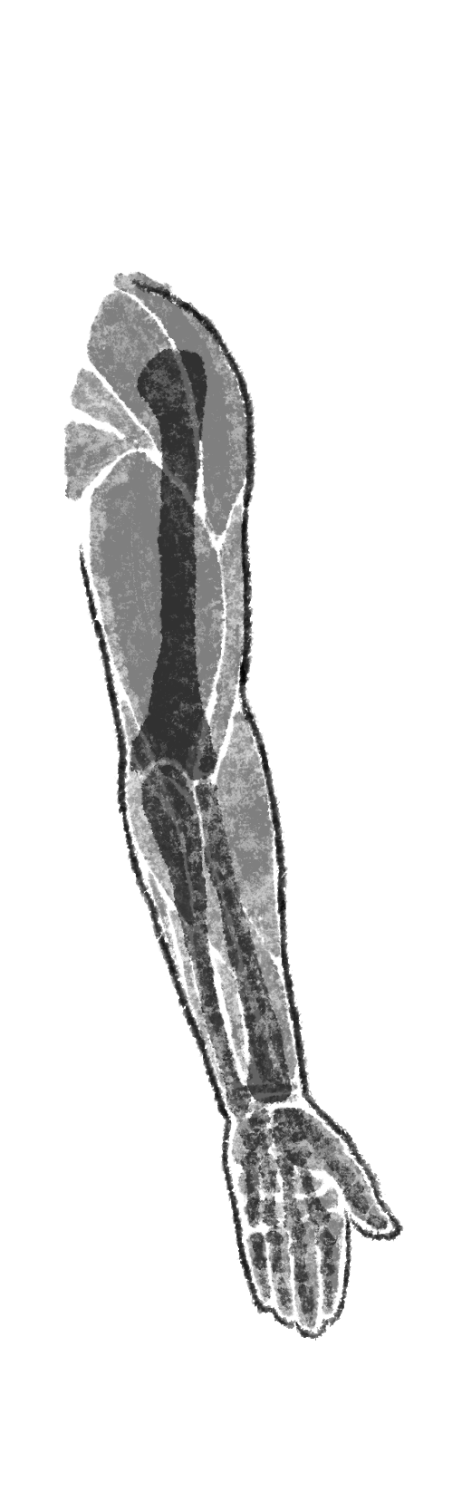 透明背景的手臂结构水墨示意图